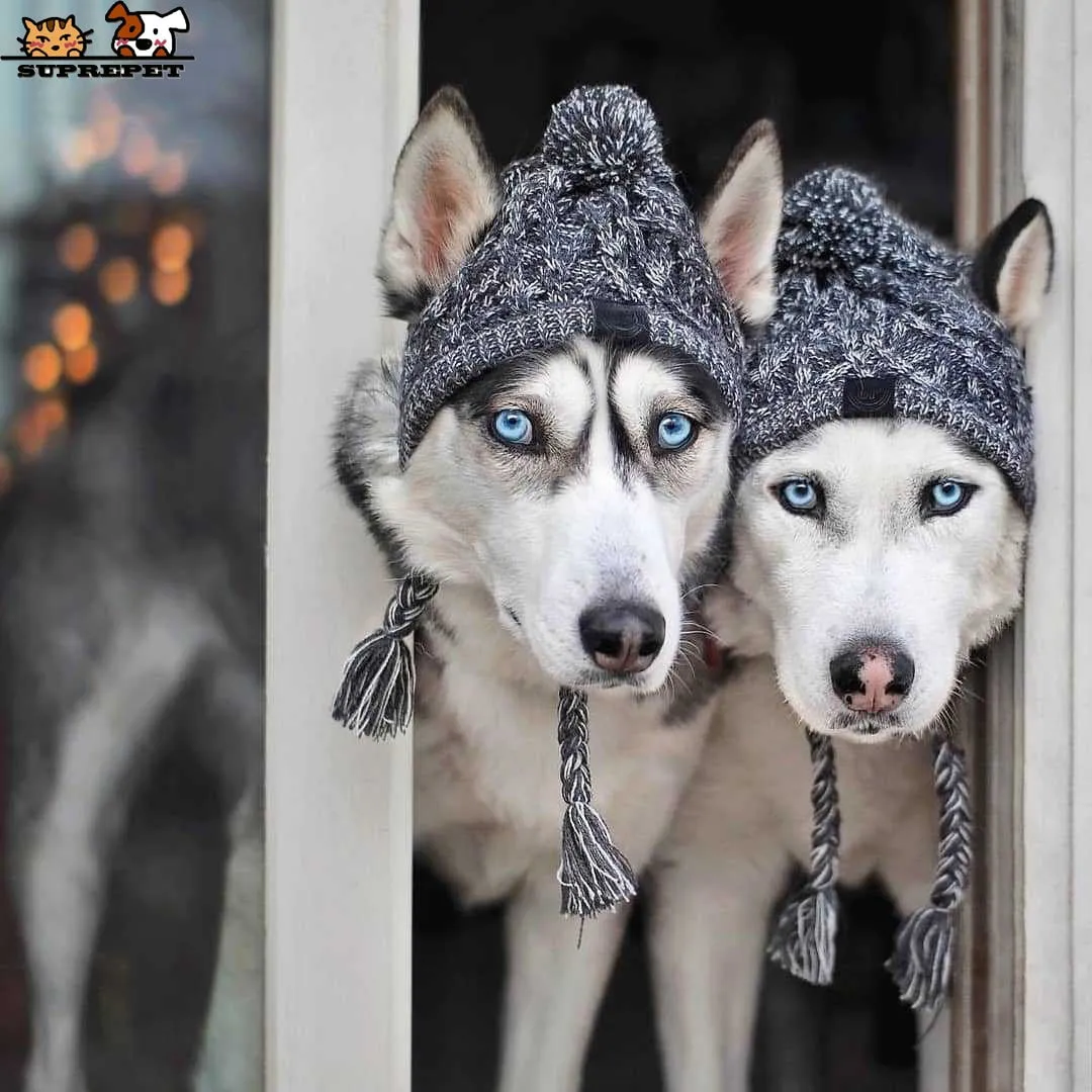 Winter Warm Dog Hats Windproof Knitting French Bulldog and small Doggies