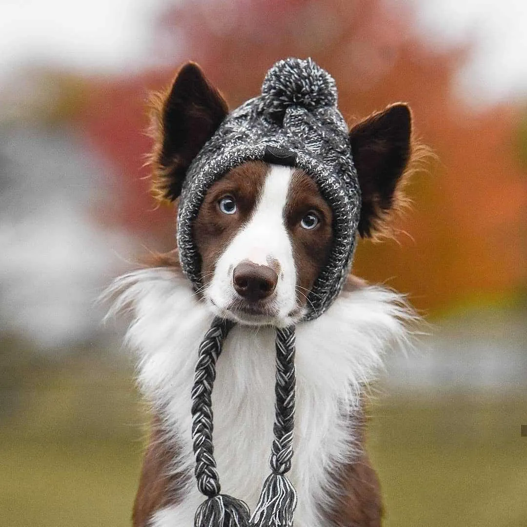 Winter Warm Dog Hats Windproof Knitting French Bulldog and small Doggies